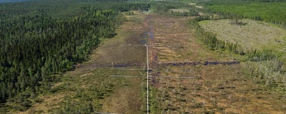 Forskarna har samlat in data från Trollberget sedan 2018, ett år innan och drygt fyra år efter återvätning och dikesrensning på området. Bild: Andreas Palmén.