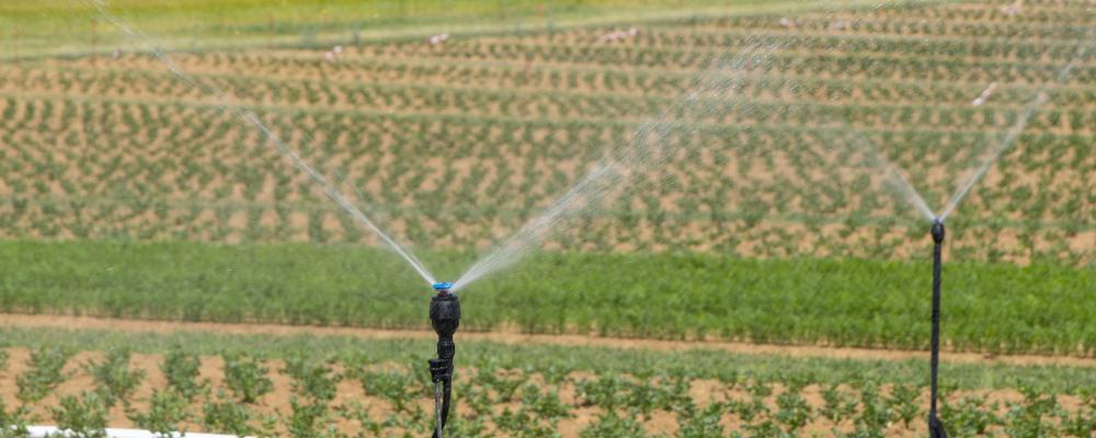 Ekologiska grödor som växer på ett fält i solen, bevattning av åkrarna. Foto: Being Organic in EU/Unsplash