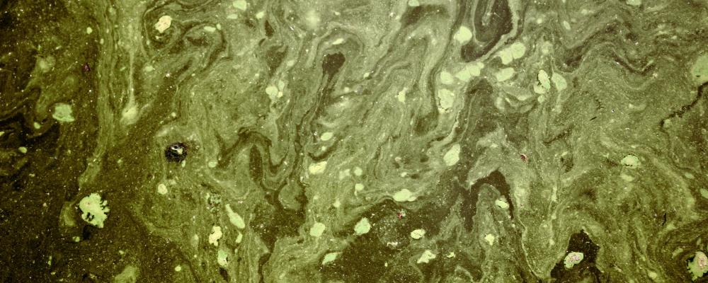 Organisationerna anser att producentansvaret är avgörande för att förbättra vattenkvaliteten och skydda akvatiska ekosystem. Foto: kayla-gibson/Unsplash