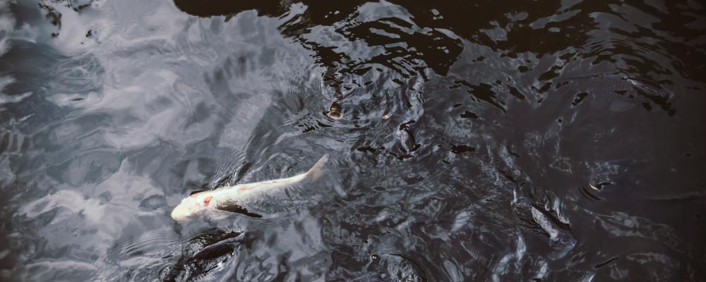 Genrebild. Foto: redd-francisco/Unsplash