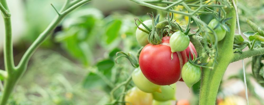 Bilden visar tomater i en odling, de illustrerar två rapporter om PFAS-pesticider där bland annat tomater har analyserats. Foto: eurofins
