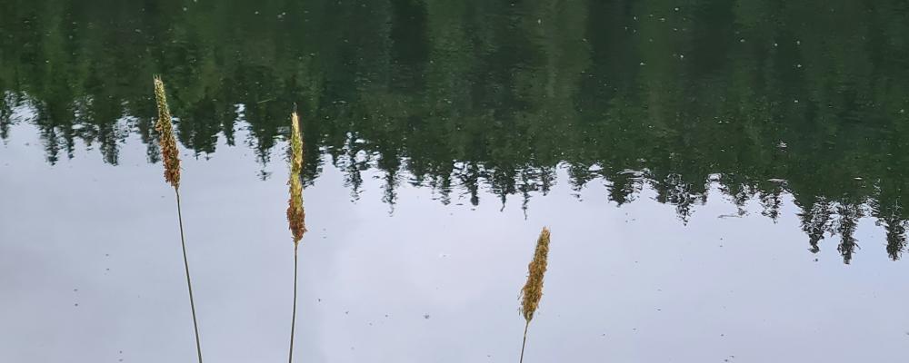 Sjöar och vattenreservoarer är några av de största metankällorna på jorden. Foto: Karsten klemme /unsplash