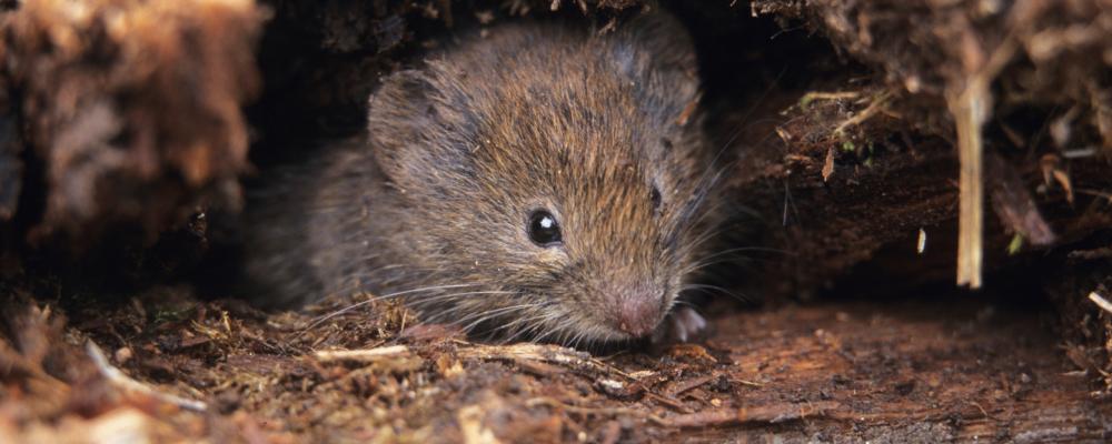 I den nya studien har forskarna undersökt effekterna på djurens hälsa och konstaterat att skogssorkar uppvisar leverskador som kopplas till de höga PFAS-koncentrationerna. Foto: SLU
