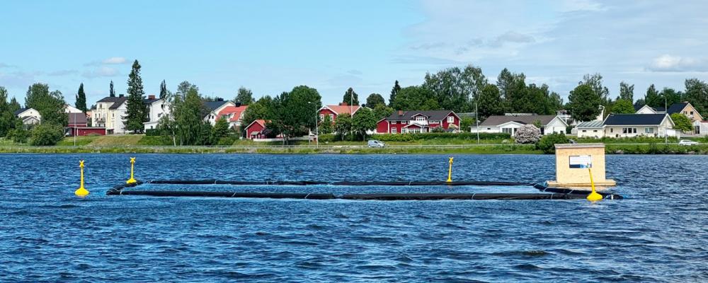 Svartbyträsket i Boden Foto: Luleå tekniska universitet