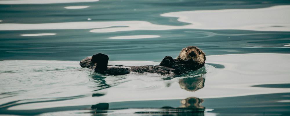 Uttrarna i Halland hade dubbelt så höga medianhalter av PFOS (ett PFAS-ämne) jämfört med landet som helhet. Foto: Corey Simoneau/Unsplash