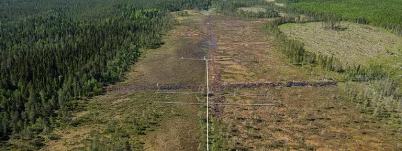 Forskarna har samlat in data från Trollberget sedan 2018, ett år innan och drygt fyra år efter återvätning och dikesrensning på området. Bild: Andreas Palmén.