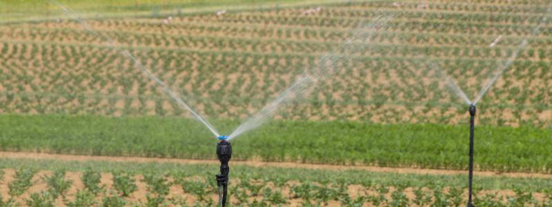 Ekologiska grödor som växer på ett fält i solen, bevattning av åkrarna. Foto: Being Organic in EU/Unsplash