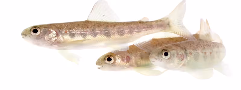 Tre laxar (salmo salar) som simmar. Foto: Jörgen Wiklund SLU