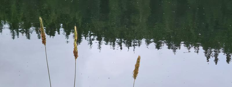 EU-krav på vattenmiljö i Natura 2000-områden ska analyseras. Foto: karsten klemme /Unsplash