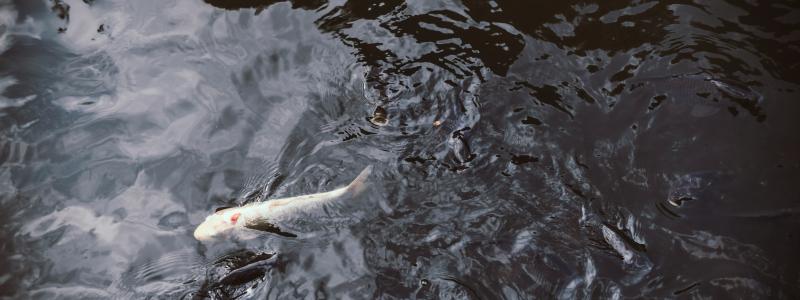 Genrebild. Foto: Redd Francisco/Unsplash