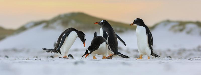 Åsnepingviner. Foto: Samuel Arkwright/Unsplash