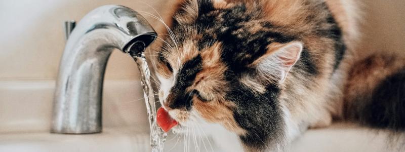 Nya EU-gemensamma krav införsför material i kontakt med dricksvatten. Foto: Sugarman Joe/Unsplash