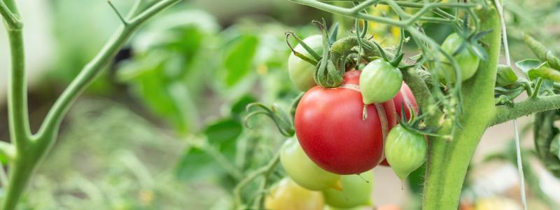 Bilden visar tomater i en odling, de illustrerar två rapporter om PFAS-pesticider där bland annat tomater har analyserats. Foto: eurofins