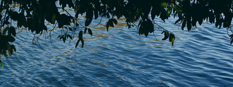 Foto: ha nguy/Unsplash