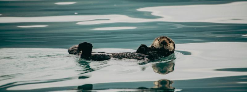 Uttrarna i Halland hade dubbelt så höga medianhalter av PFOS (ett PFAS-ämne) jämfört med landet som helhet. Foto: Corey Simoneau/Unsplash