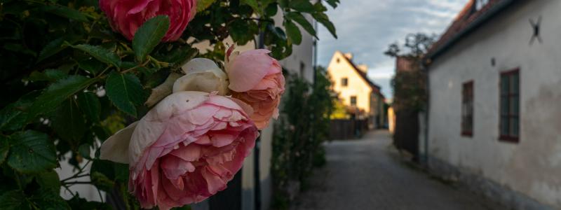 Visby Foto: Oleh Holodyshyn/Unsplash