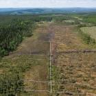 Forskarna har samlat in data från Trollberget sedan 2018, ett år innan och drygt fyra år efter återvätning och dikesrensning på området. Bild: Andreas Palmén.