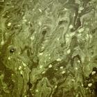 Organisationerna anser att producentansvaret är avgörande för att förbättra vattenkvaliteten och skydda akvatiska ekosystem. Foto: kayla-gibson/Unsplash