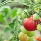 Bilden visar tomater i en odling, de illustrerar två rapporter om PFAS-pesticider där bland annat tomater har analyserats. Foto: eurofins