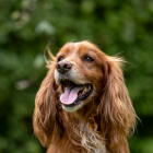 –  Läcksökning med hund är ett efterfrågat komplement till traditionella metoder, säger Bledar Beqiri, projektledare på Svenska institutet för standarder, SIS. Foto: