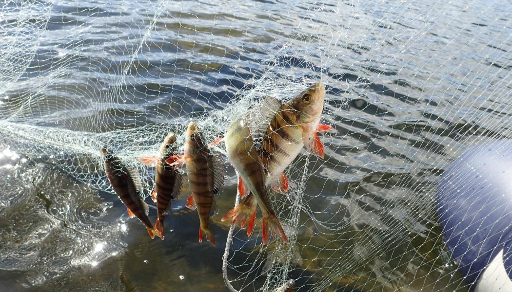 Abborre från Vättern i PFAS-studie Foto: Naturhistoriska riksmuseet 