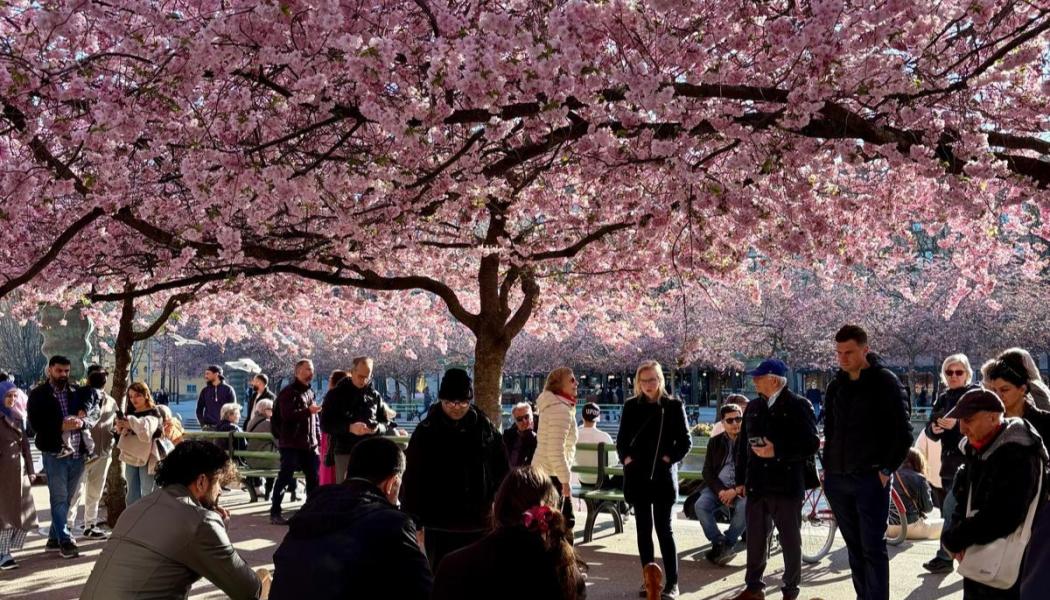 Blommande körsbärsträd i Kungsträdgården, Stockholm. Foto: Stina Wickenberg