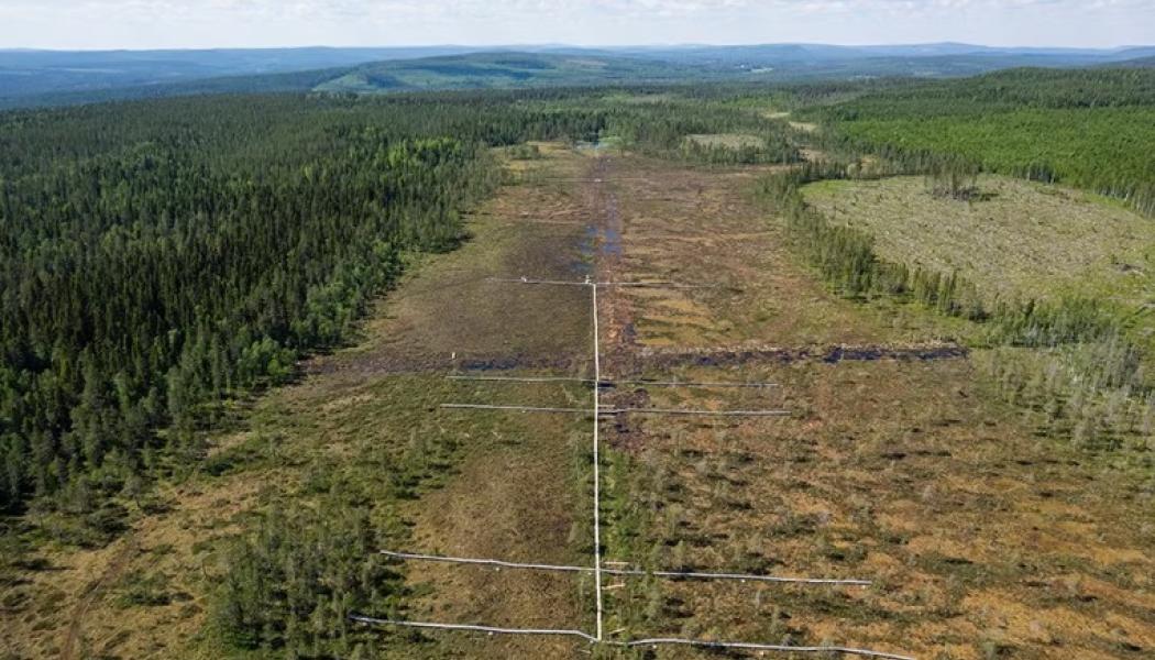 Forskarna har samlat in data från Trollberget sedan 2018, ett år innan och drygt fyra år efter återvätning och dikesrensning på området. Bild: Andreas Palmén.