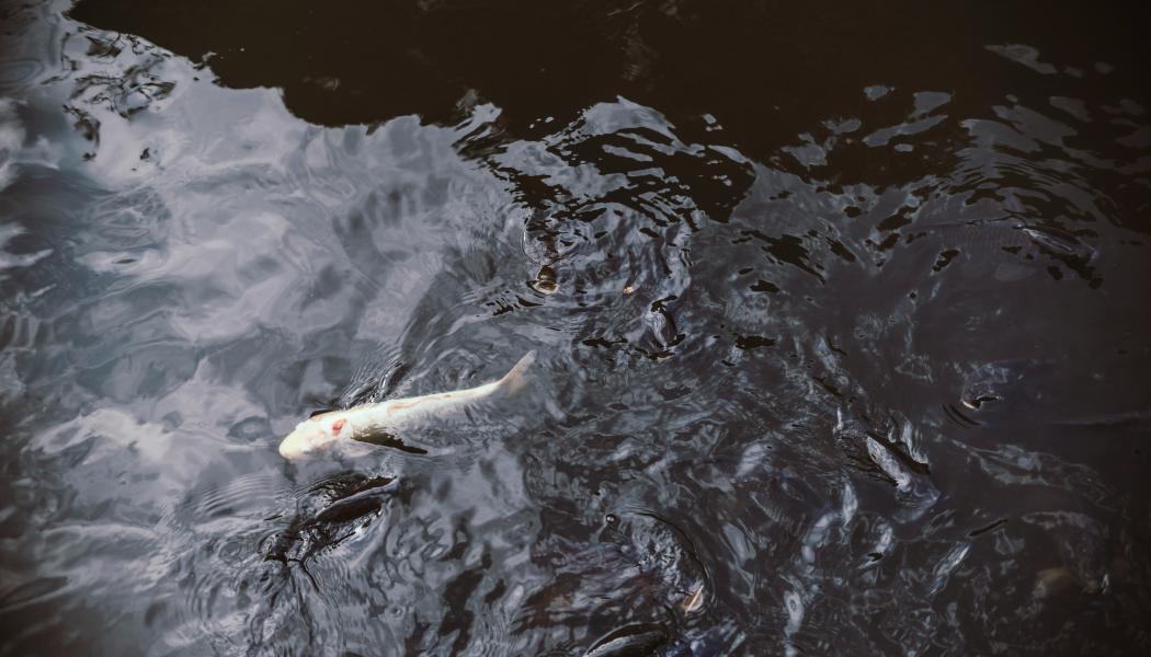 Genrebild. Foto: redd-francisco/Unsplash