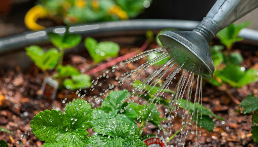 Gotland har länge arbetat med vattenfrågan, men behoven ökar. Klimatförändringar, förändrade vattenbehov och högre krav på beredskap kräver långsiktiga lösningar som berör flera sektorer och ansvarsområden. Foto: Benjamin White/Unsplash