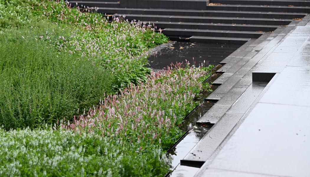 Regnparken på Jarlaplan. Foto: Johan Munthe-Kaas