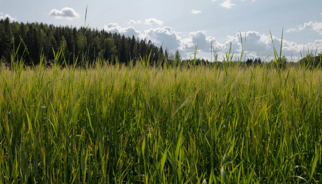 Ett förslag är att ett nytt reningsverk kan byggas intill det befintliga, på mark mellan anläggningen och riksväg 44. Foto: K8/Unsplash