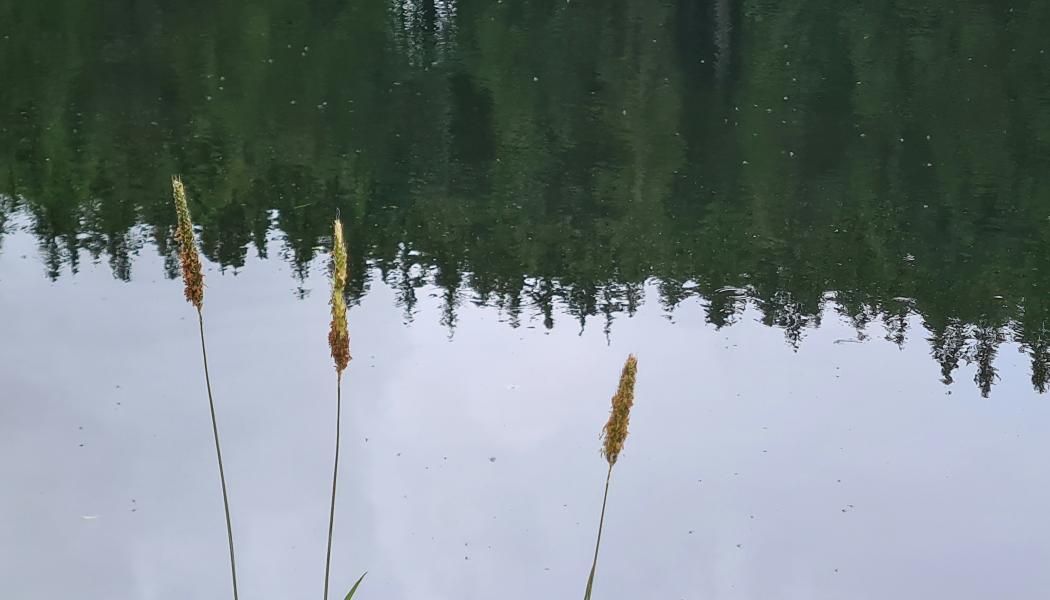 EU-krav på vattenmiljö i Natura 2000-områden ska analyseras. Foto: karsten klemme /Unsplash