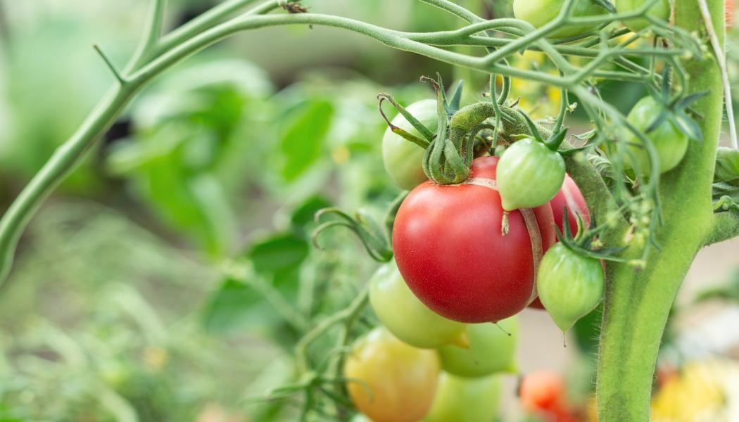 Bilden visar tomater i en odling, de illustrerar två rapporter om PFAS-pesticider där bland annat tomater har analyserats. Foto: eurofins