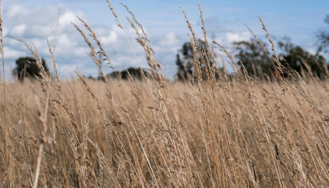 Varberg Foto: Samuel Bryngelsson/Unsplash