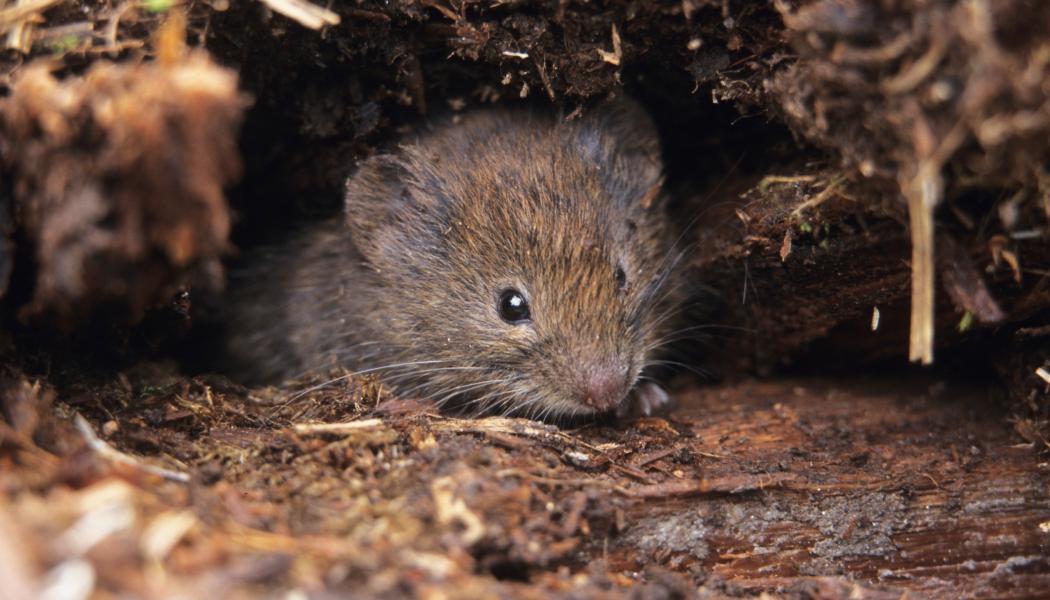 I den nya studien har forskarna undersökt effekterna på djurens hälsa och konstaterat att skogssorkar uppvisar leverskador som kopplas till de höga PFAS-koncentrationerna. Foto: SLU