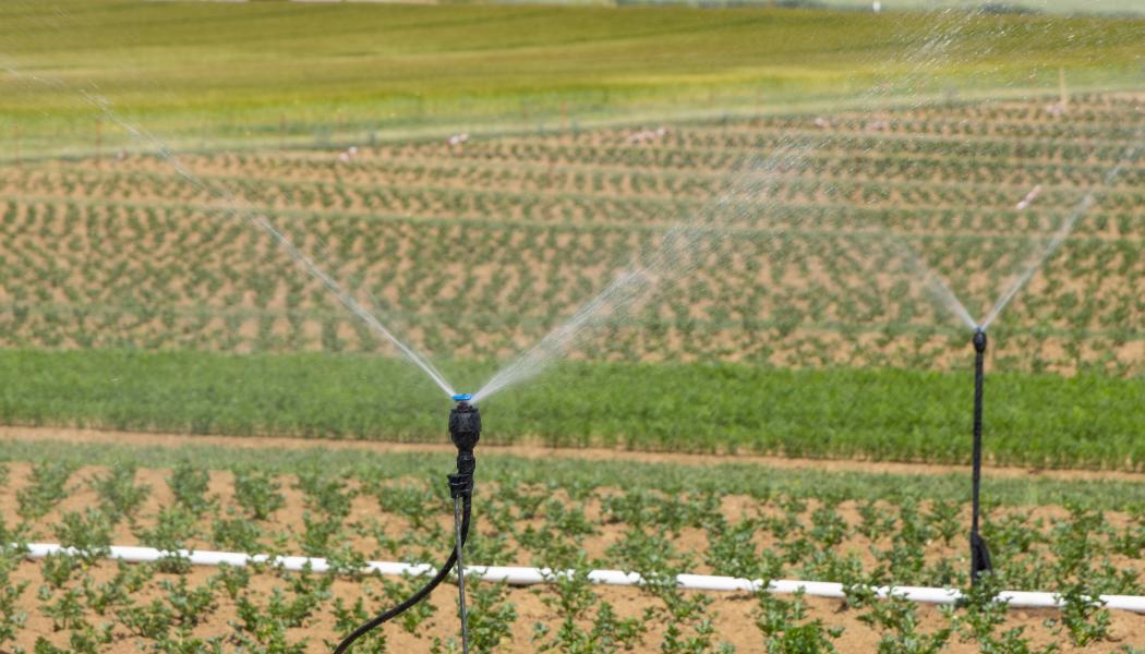 Bevattning av jordbruksmark. PFAS-ämnet TFA kan bildas från vissa växtskyddsmedel. Foto: Being Organic in EU/Unsplash