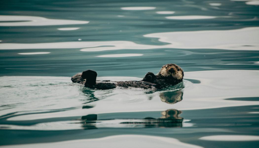 Uttrarna i Halland hade dubbelt så höga medianhalter av PFOS (ett PFAS-ämne) jämfört med landet som helhet. Foto: Corey Simoneau/Unsplash
