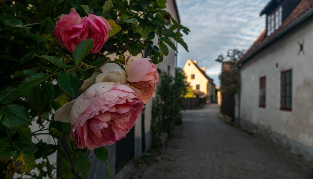 Visby Foto: Oleh Holodyshyn/Unsplash