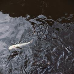 Genrebild. Foto: redd-francisco/Unsplash