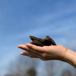 Hydrokol Foto: C-Green