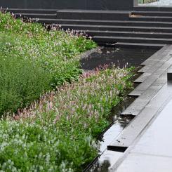 Regnparken på Jarlaplan. Foto: Johan Munthe-Kaas