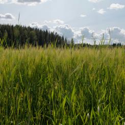 Ett förslag är att ett nytt reningsverk kan byggas intill det befintliga, på mark mellan anläggningen och riksväg 44. Foto: K8/Unsplash