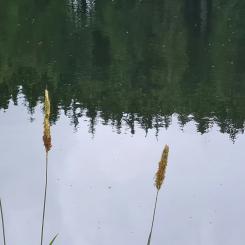 EU-krav på vattenmiljö i Natura 2000-områden ska analyseras. Foto: karsten klemme /Unsplash