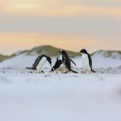 Åsnepingviner. Foto: Samuel Arkwright/Unsplash
