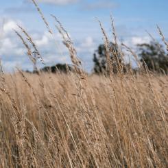 Varberg Foto: Samuel Bryngelsson/Unsplash