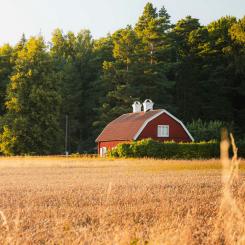 Hus i ett torrt vetefält Foto: Benoît Deschasaux/Unsplash