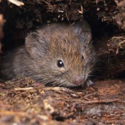 I den nya studien har forskarna undersökt effekterna på djurens hälsa och konstaterat att skogssorkar uppvisar leverskador som kopplas till de höga PFAS-koncentrationerna. Foto: SLU