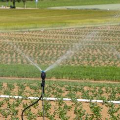 Bevattning av jordbruksmark. PFAS-ämnet TFA kan bildas från vissa växtskyddsmedel. Foto: Being Organic in EU/Unsplash