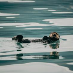 Uttrarna i Halland hade dubbelt så höga medianhalter av PFOS (ett PFAS-ämne) jämfört med landet som helhet. Foto: Corey Simoneau/Unsplash