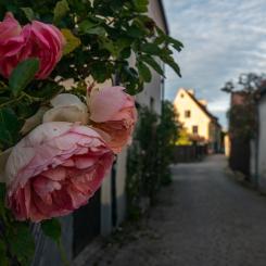 Visby Foto: Oleh Holodyshyn/Unsplash